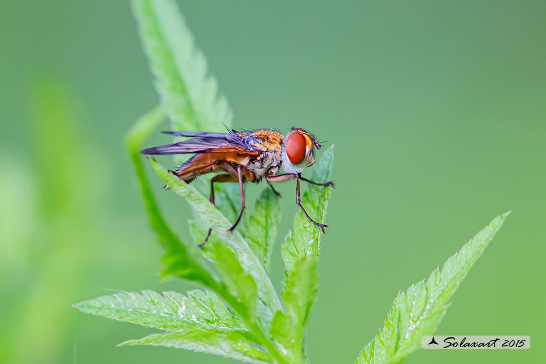 Tachinidae (??)