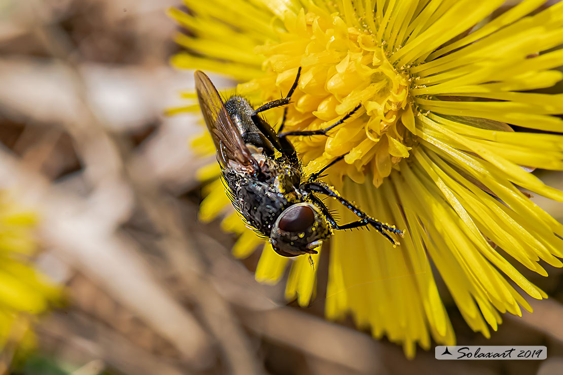 Calliphoridae  (??)