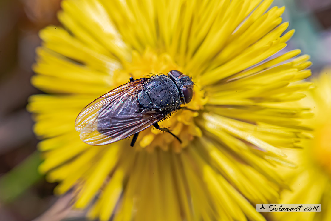 Calliphoridae  (??)