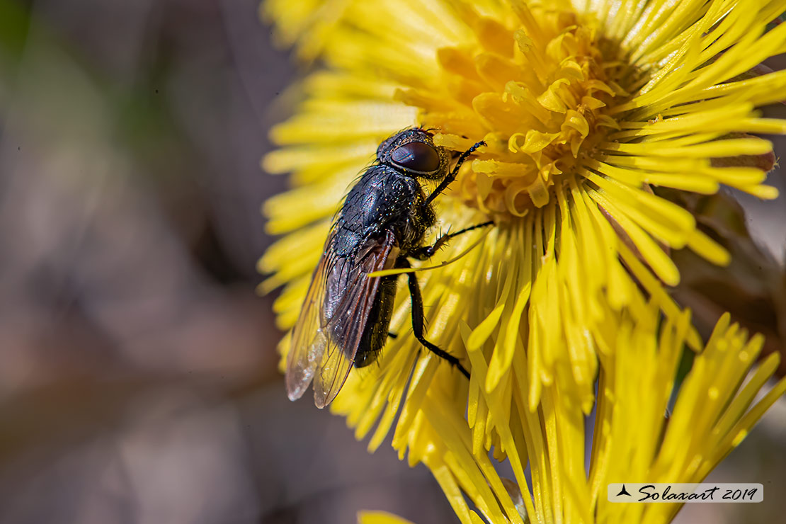 Calliphoridae  (??)