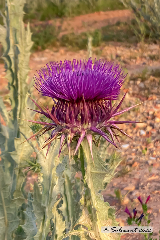 Carduus ?  No,  Onopordum sp. da det.