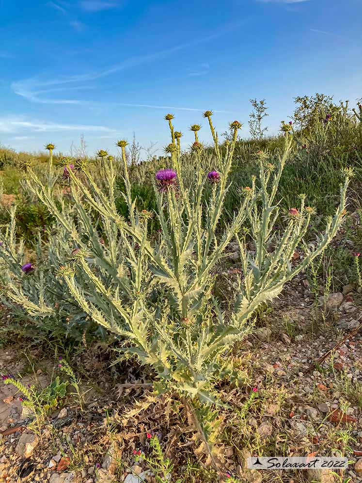 Carduus ?  No,  Onopordum sp. da det.
