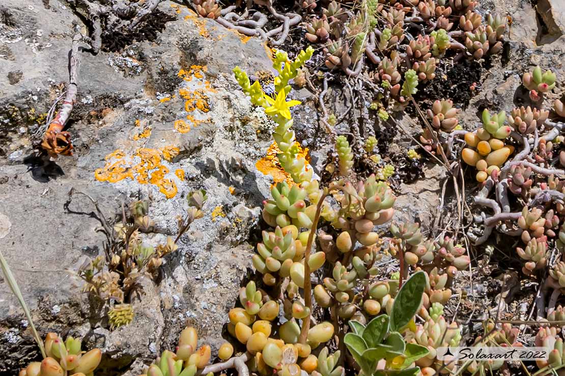Sedum_acre (?)