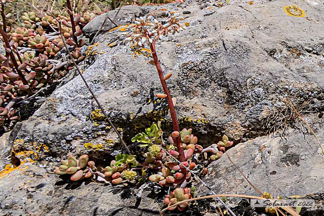 Sedum_acre (?)