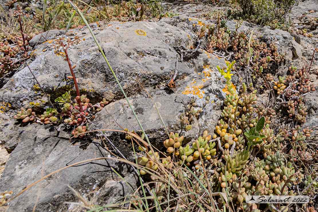 Sedum_acre (?)