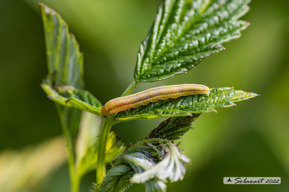 Larva di Hymenoptera Symphyta