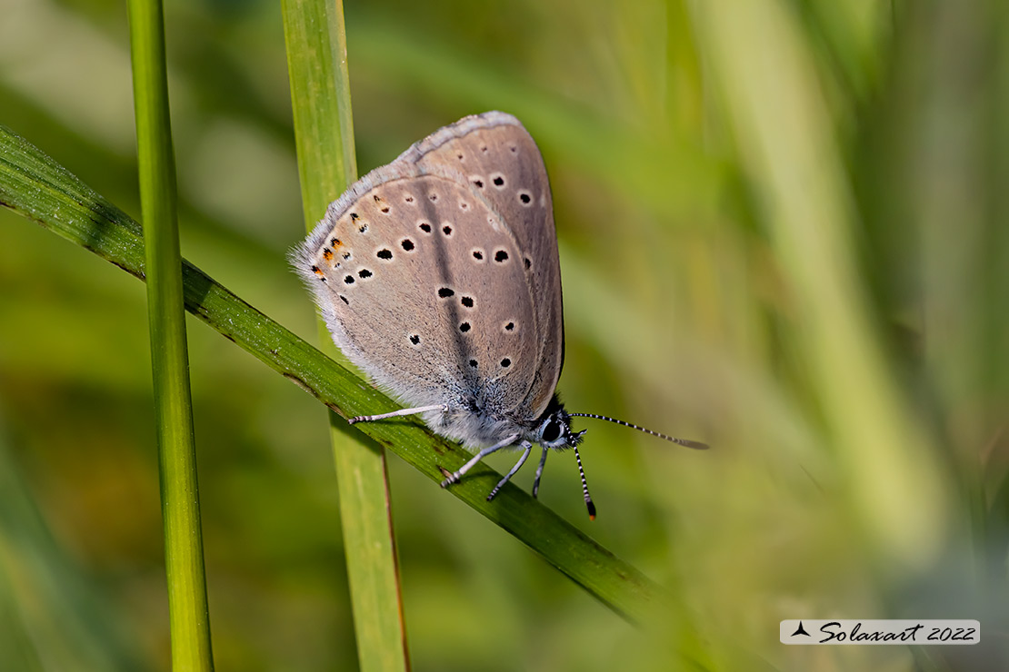 Lycaena hippothoe ''  No, Lycaena eurydame