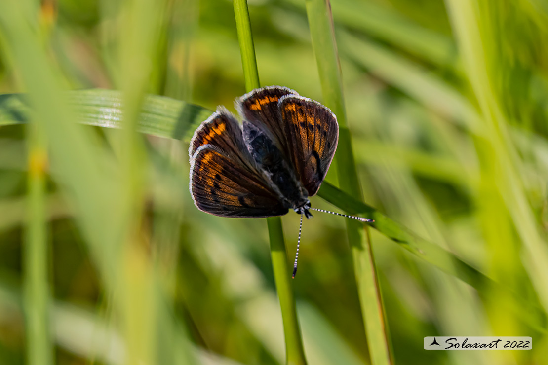 Lycaena hippothoe ''  No, Lycaena eurydame