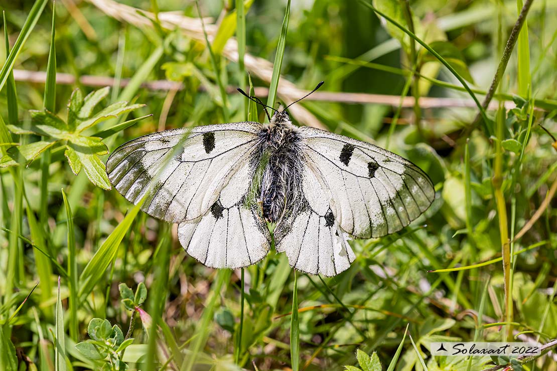 Parnassius mnemosyne