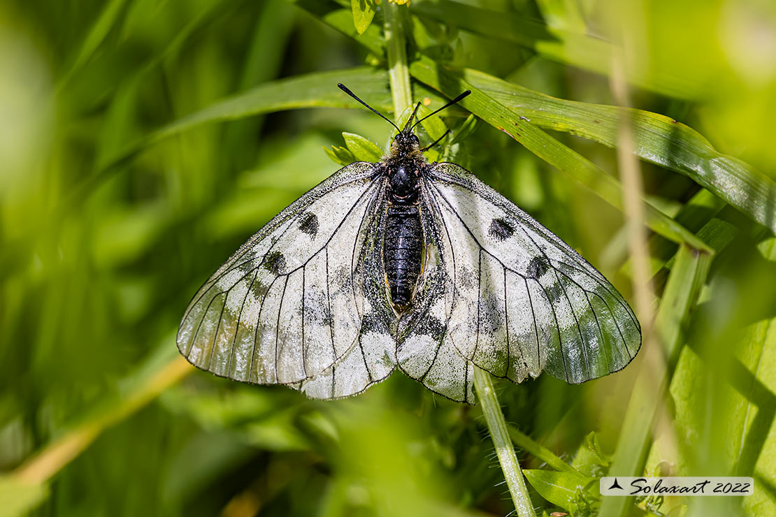 Parnassius mnemosyne