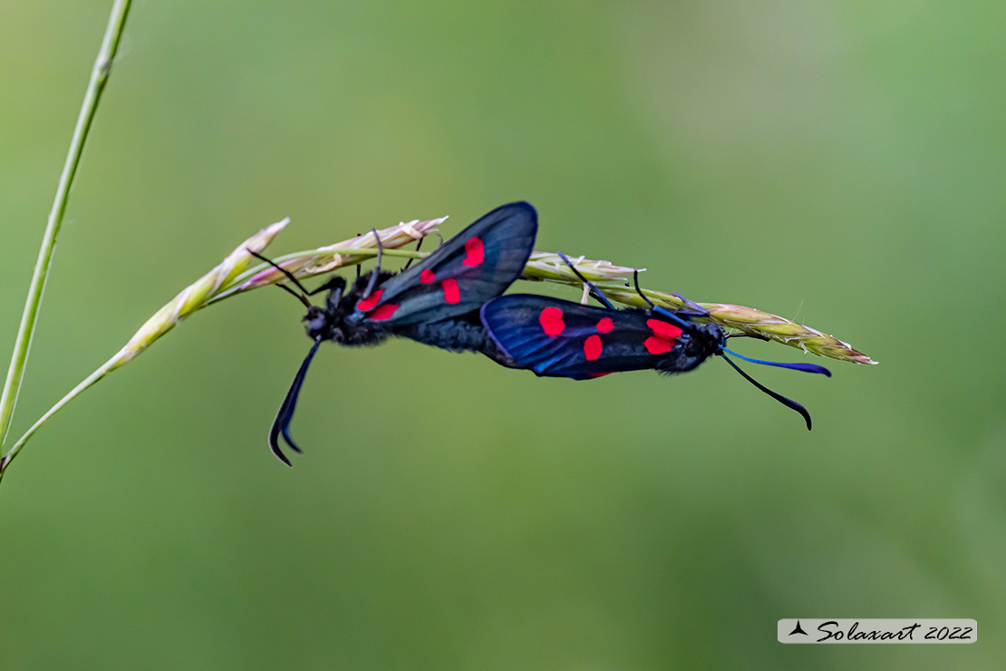 Zygaena lavandulae ? no, Zygaena lonicerae