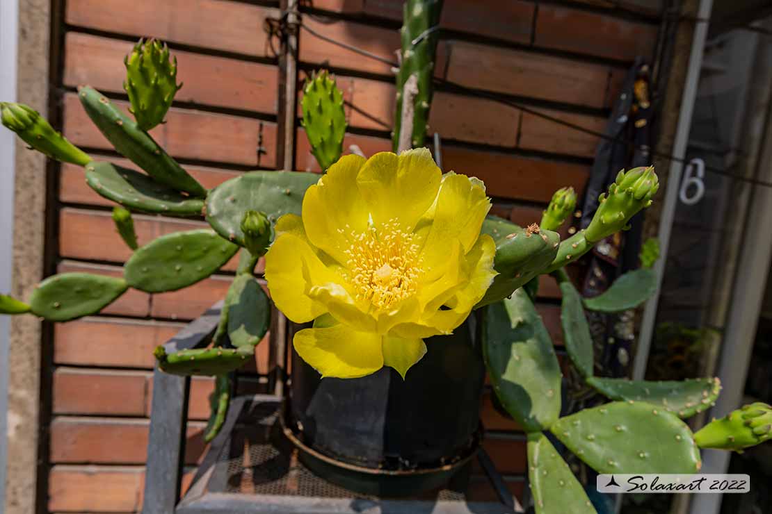 Opuntia (??)