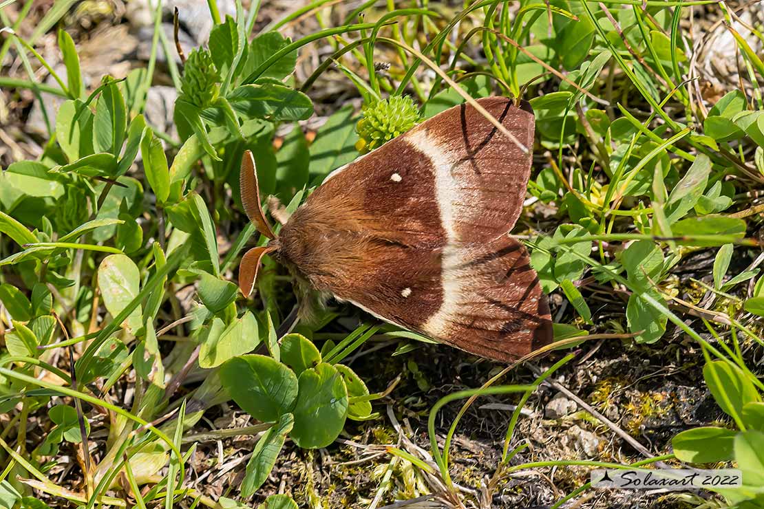 Lasiocampa quercus? S