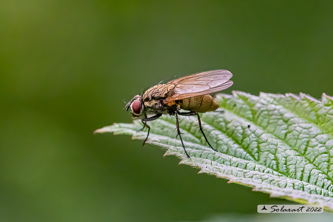 Muscidae: Helina impuncta ?   No, Anthomyiidae sp.