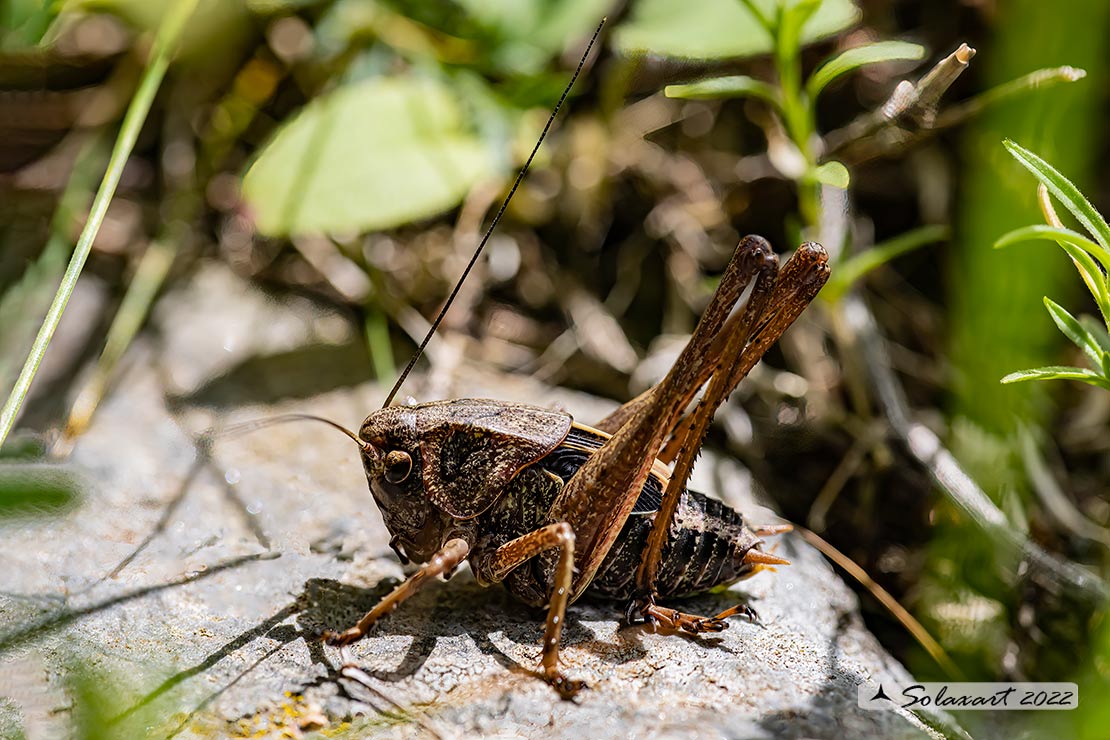 Tettigoniidae ?  S, ninfa di Decticus verrucivorus