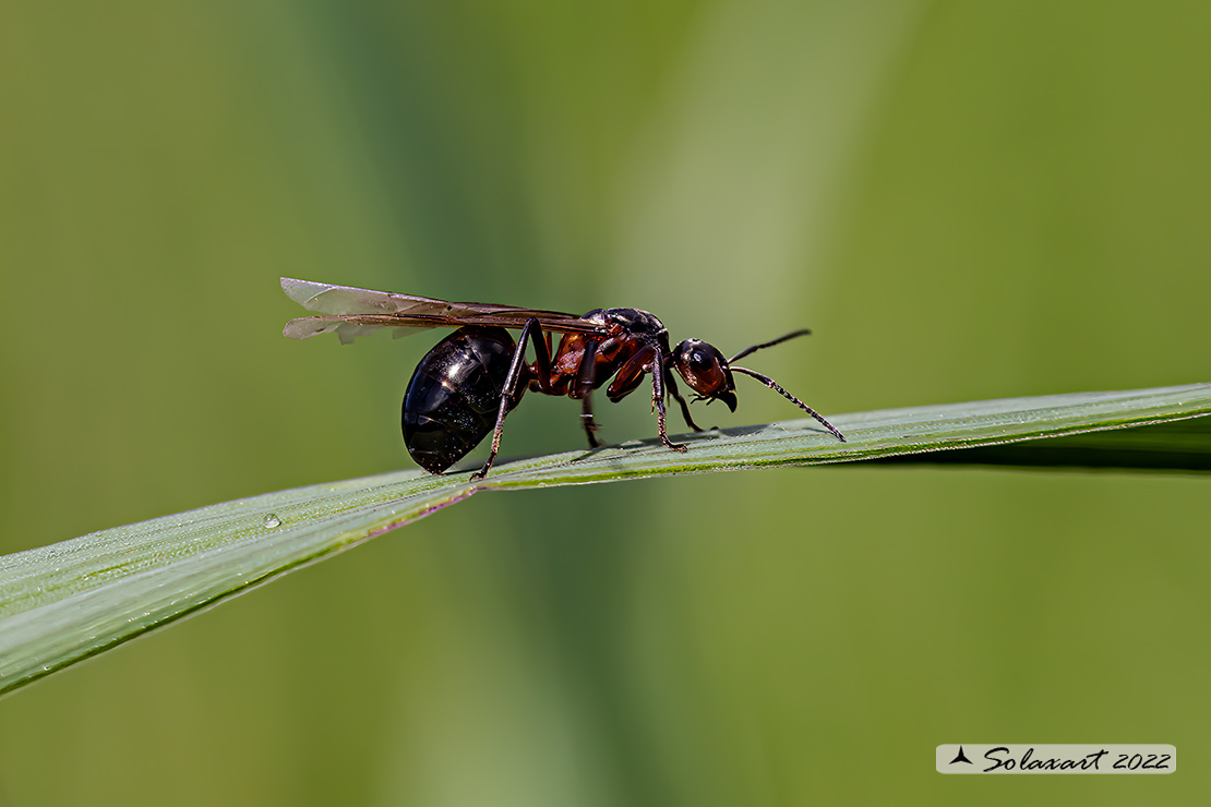 Formicidae; Formica rufa alata (??)