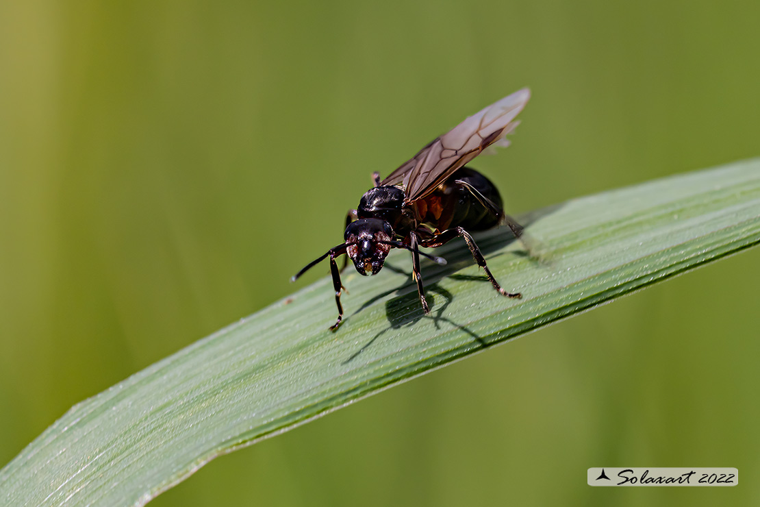 Formicidae; Formica rufa alata (??)