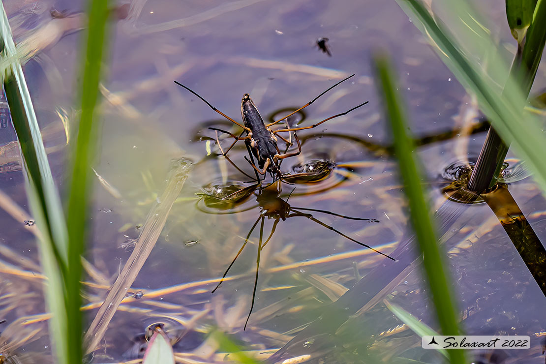 Gerridae  da id.