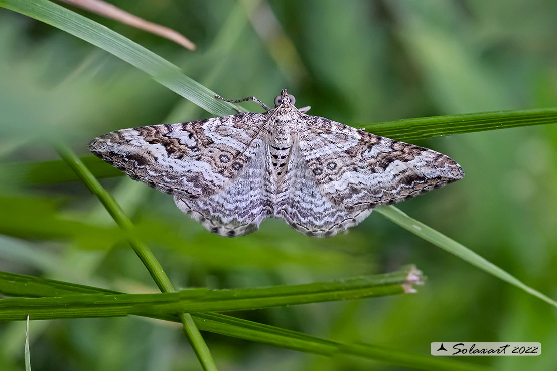 Geometridae: Epirrhoe molluginata