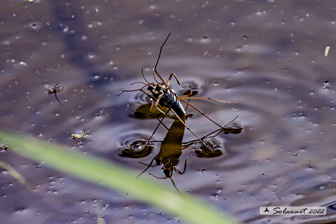 Gerridae  da id.