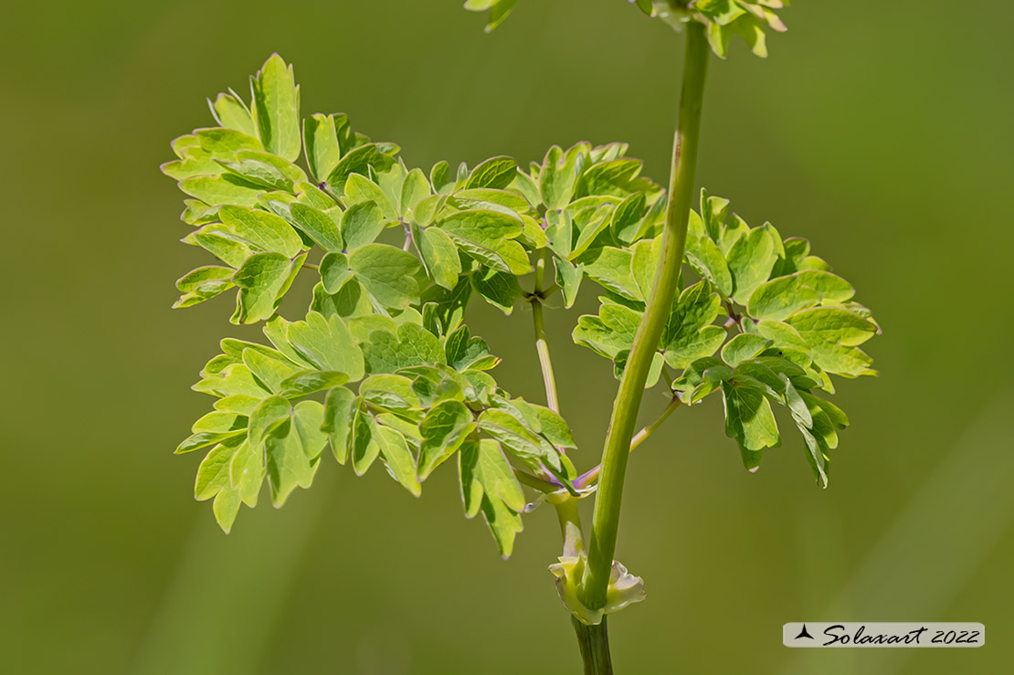 Thalictrum aquilegiifolium ?   S