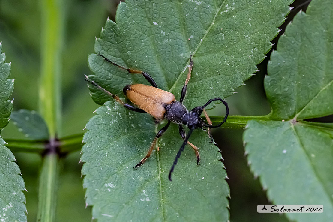 Cerambycidae;  Anastrangalia dubia (?) No,  Stictoleptura rubra, maschio