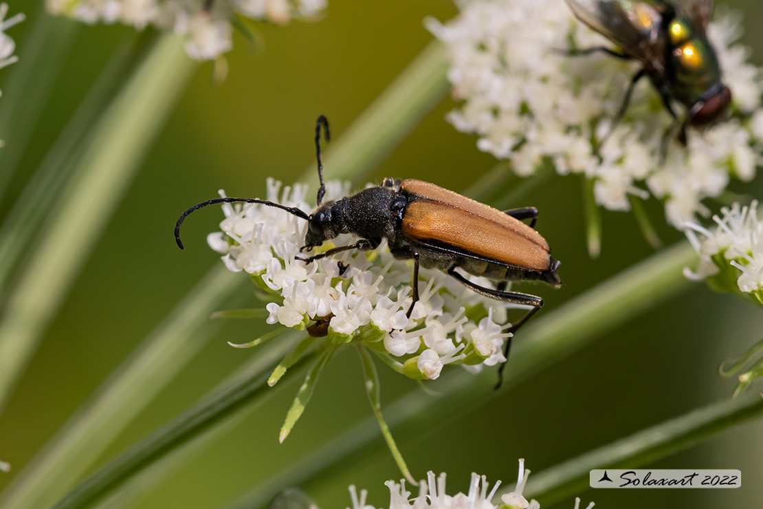 Cerambycidae: Anastrangalia sanguinolenta, maschio
