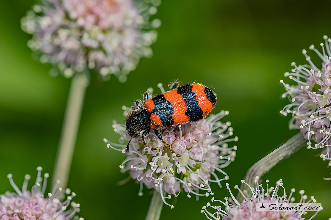 Cleridae;  Trichodes apiarius (?). S.