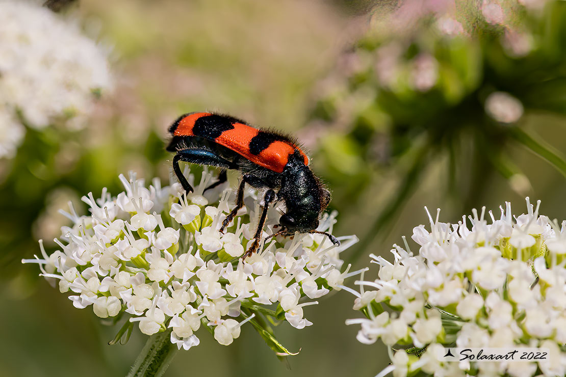 Cleridae;  Trichodes apiarius (?). S.