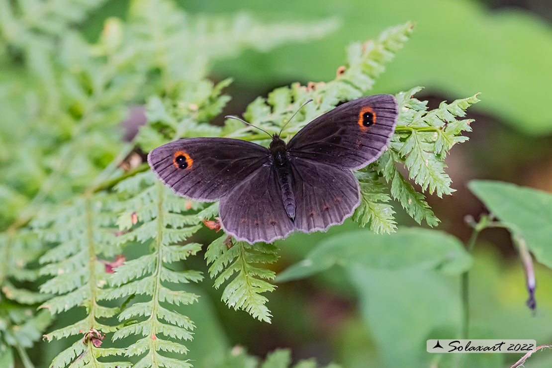 Erebia da confermare