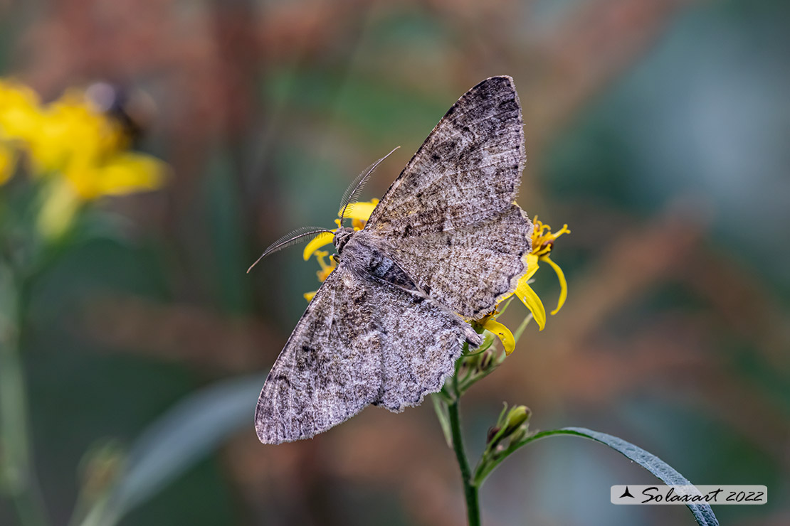 Geometridae? S, Alcis repandata