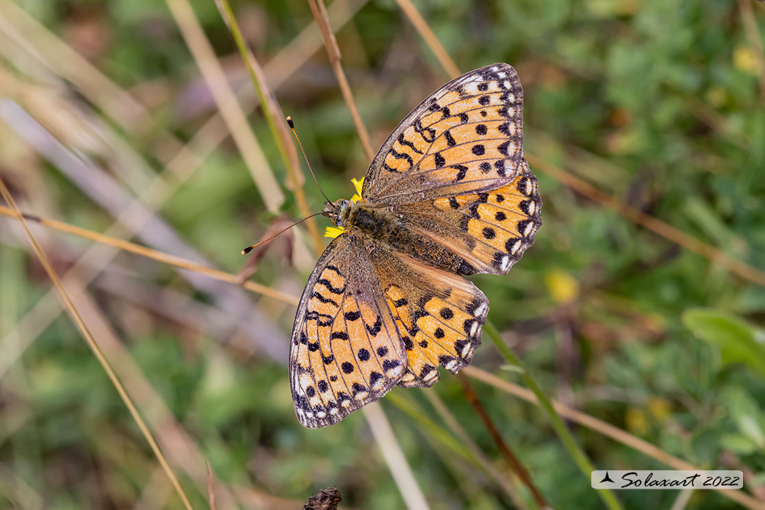 Argynnis niobe (??)