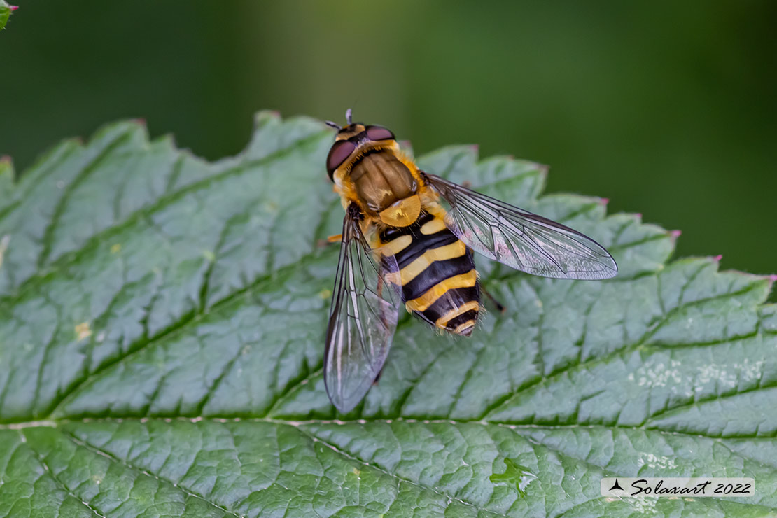 Epistrophe grossulariae  ?  No, Syrphus sp., femmna