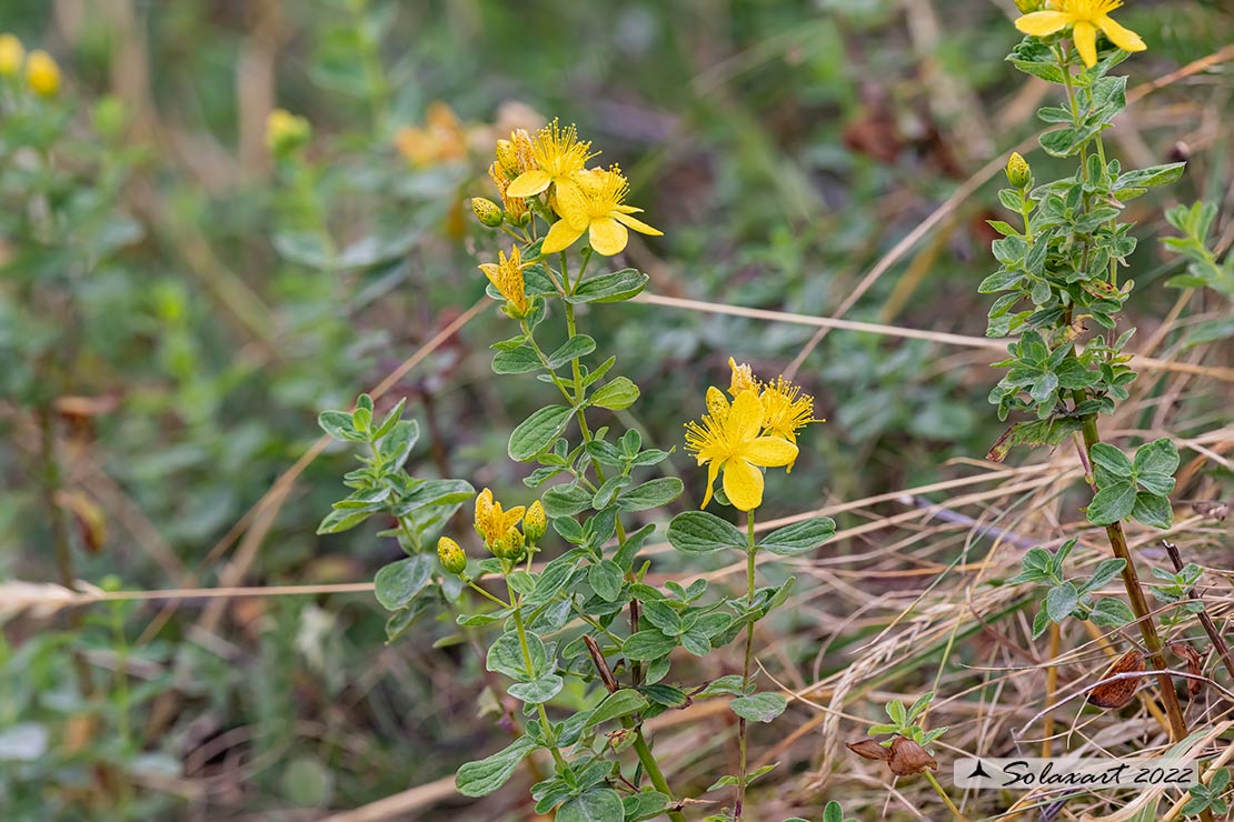 Hypericum (??) perforatum