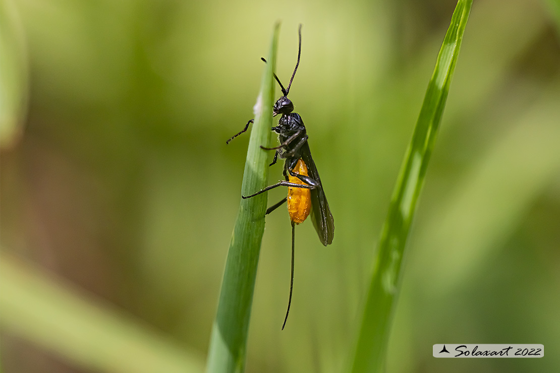 Ichneumonidae  (??) no, Braconidae