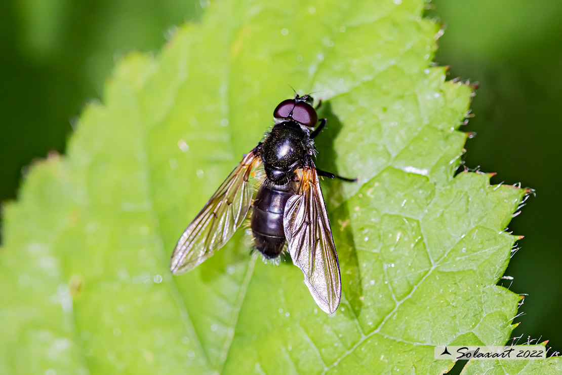 Muscidae ?  No, Syrphidae: Cheilosia personata da confermare