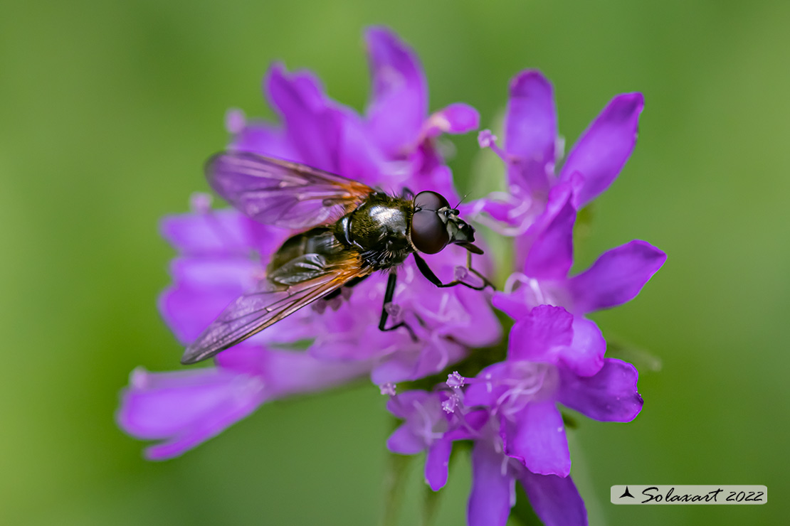 Muscidae ?  No, Syrphidae: Cheilosia personata da confermare