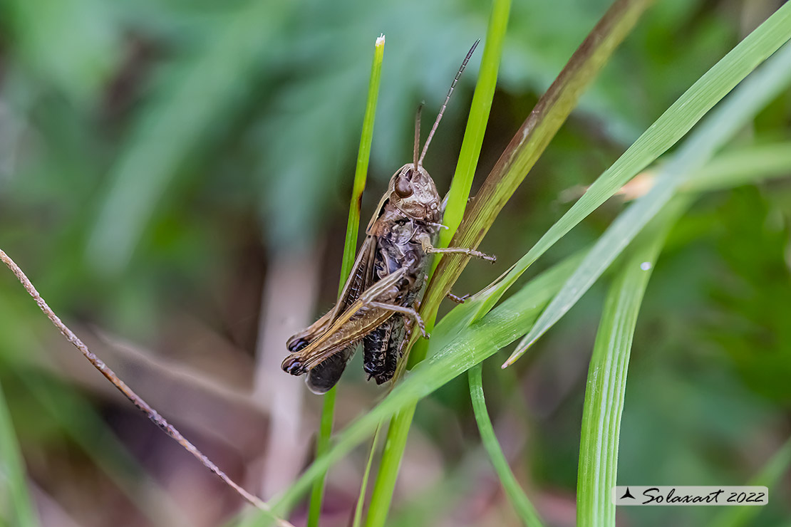 Acrididae  ?   S, cfr. Omocestus viridulus, maschio