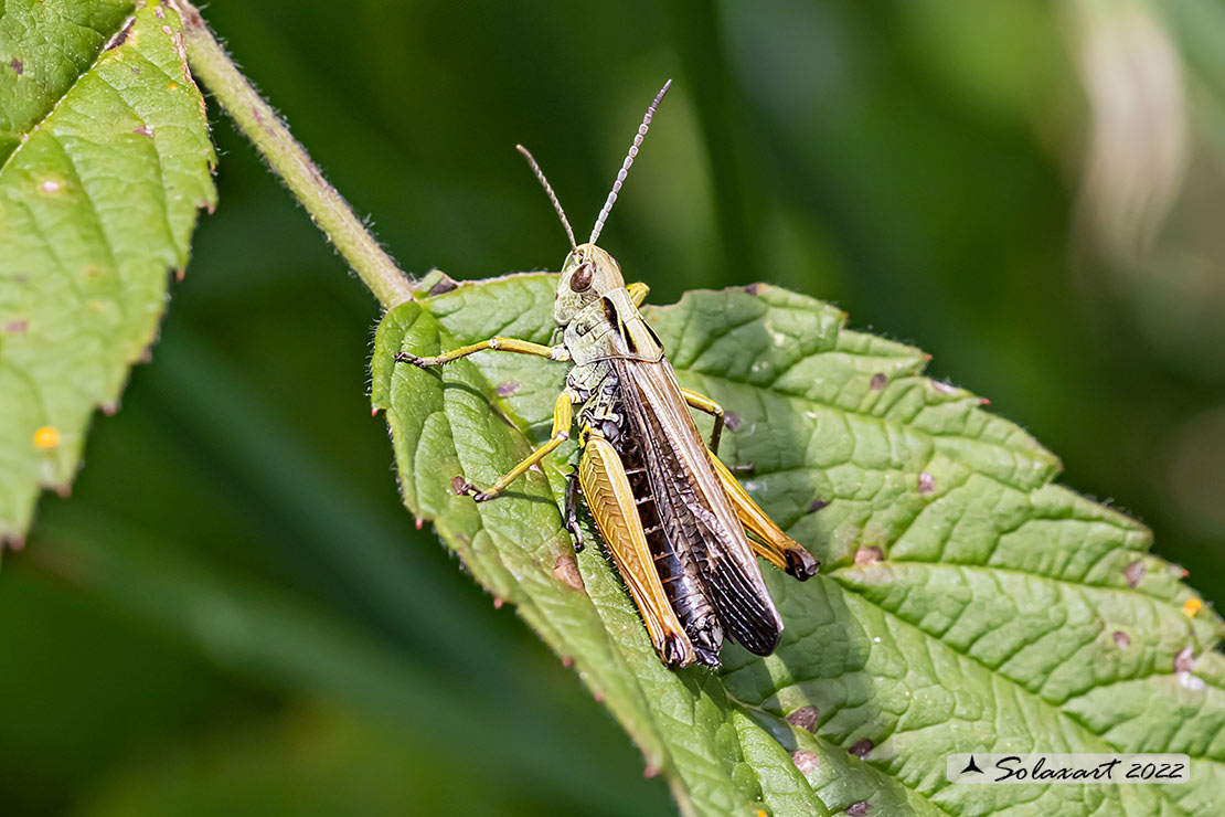 Acrididae: Omocestus ? S, Omocestus cfr. viridulus