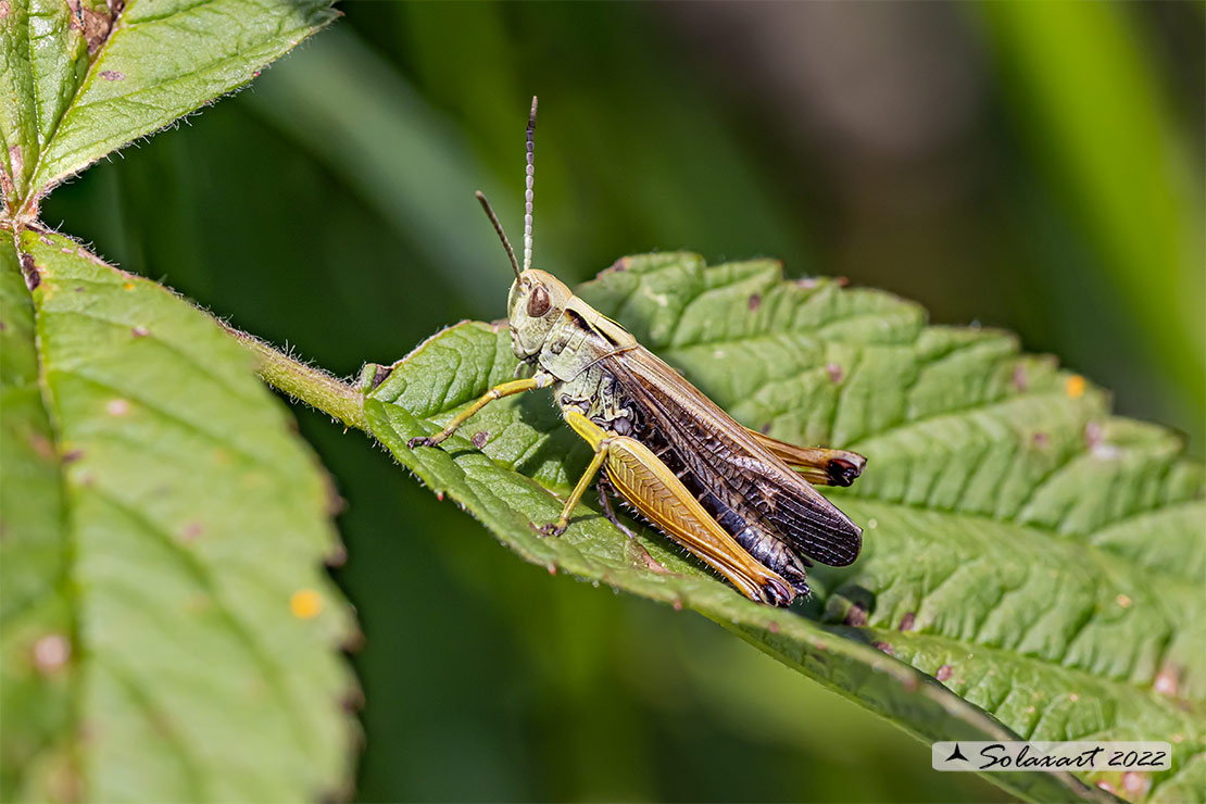 Acrididae: Omocestus ? S, Omocestus cfr. viridulus