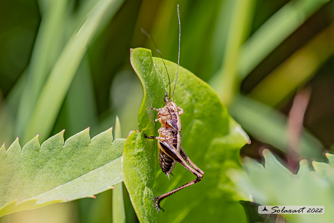 Tettigonidae:  Pholidoptera griseoaptera, giovane