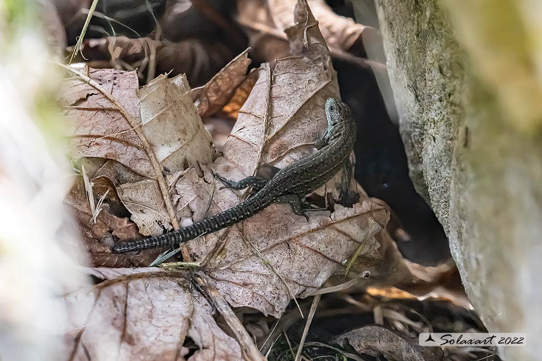 Lacertidae: Zootoca vivipara