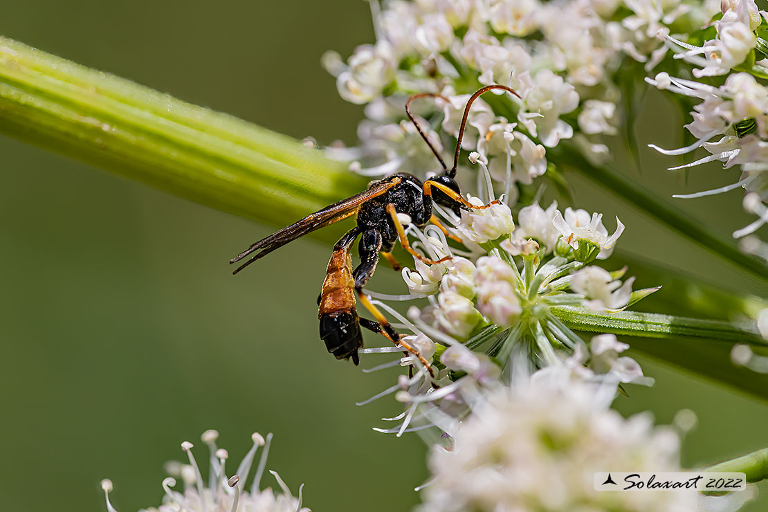 Ichneumonidae  Tryphoninae sp.