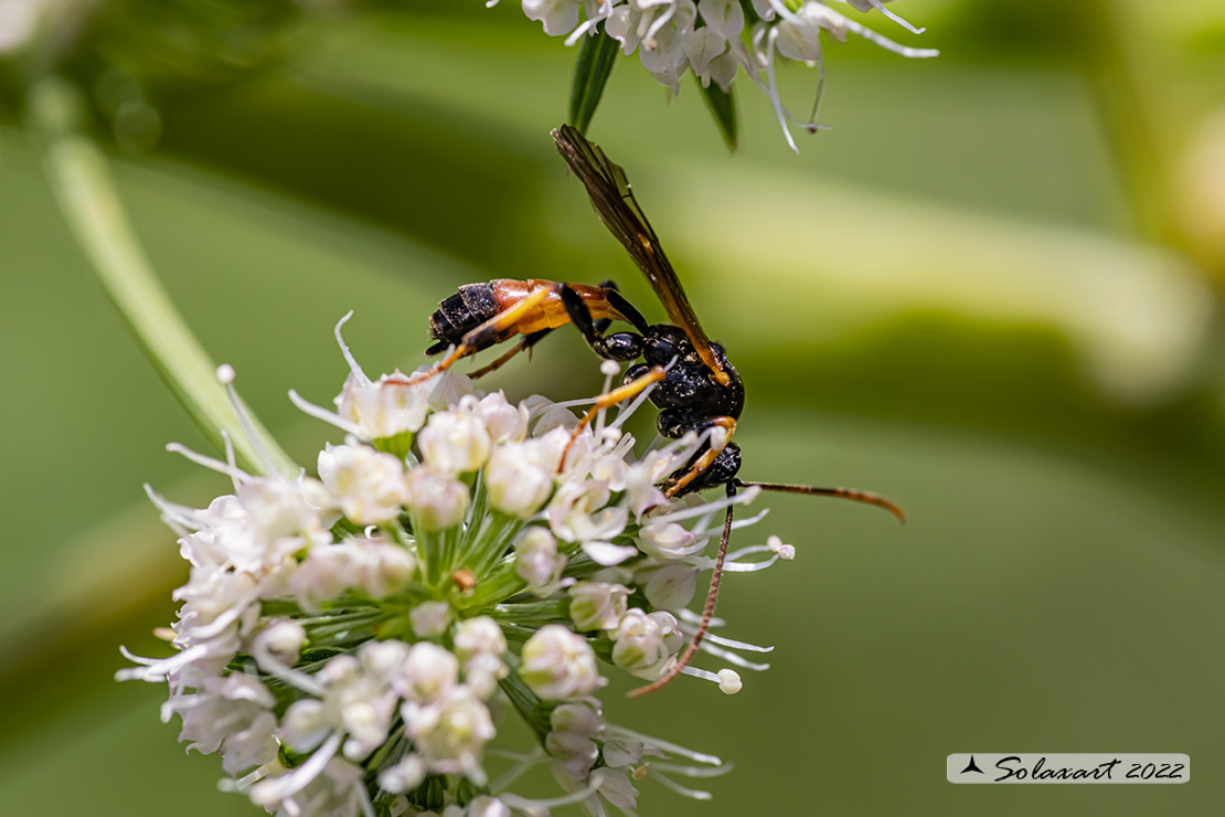 Ichneumonidae  Tryphoninae sp.
