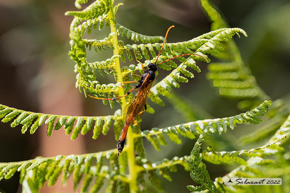 Ichneumonidae Anomaloninae sp.