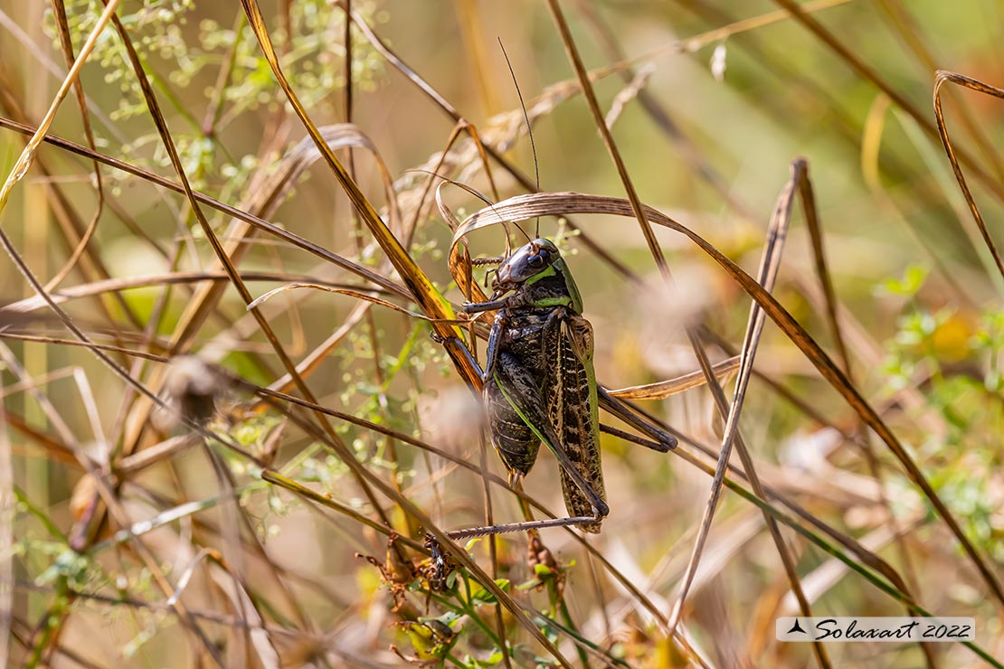 Tettigoniidae.  Decticus ?  S, Decticus verrucivorus