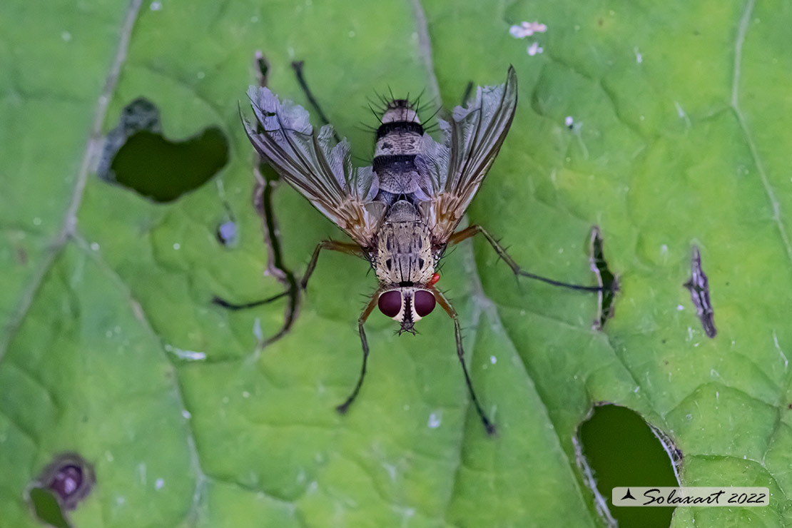 Anthomyiidae: Eustalomyia ?    No, Tachinidae: Dexiosoma caninum, maschio