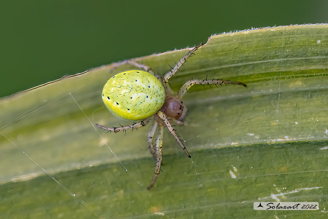 Araniella opisthographa (?)