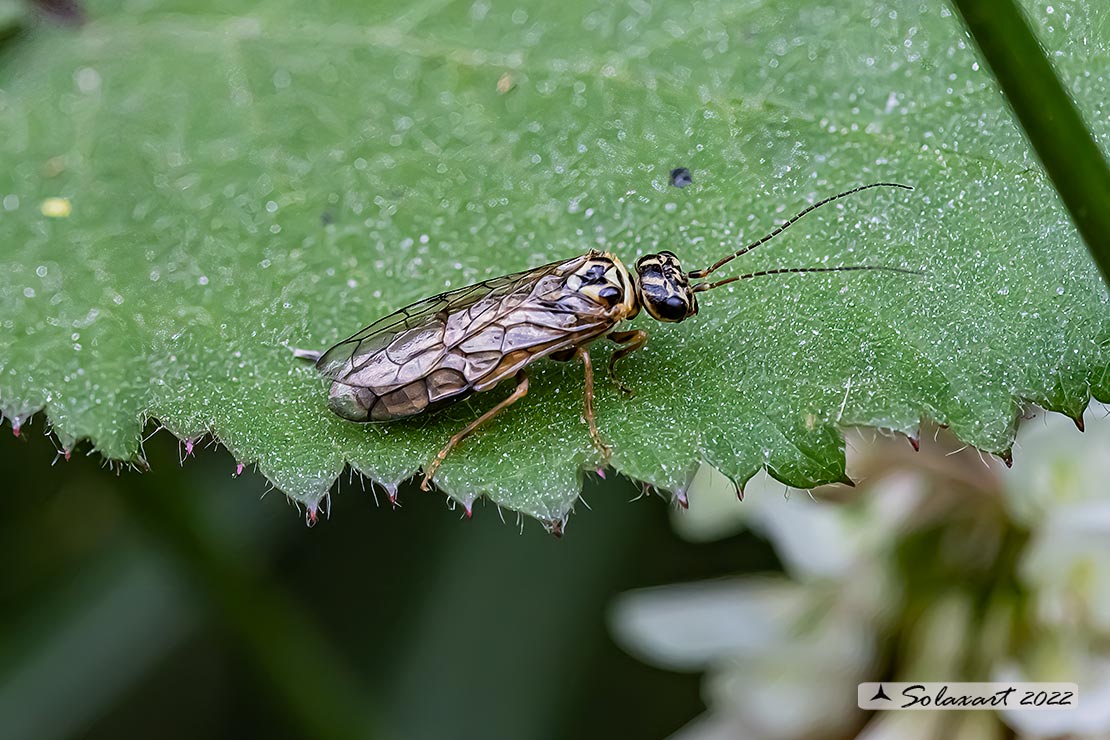 Pamphiliidae - Pamphilius varius (??)