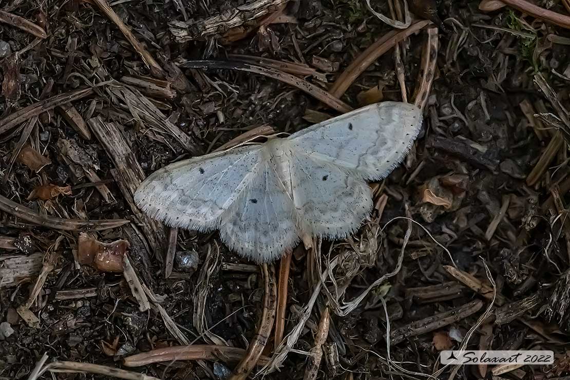 Idaea biselata ? S